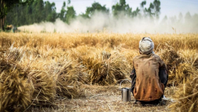 Индия объяснила ограничение экспорта пшеницы